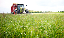 Be ready for the next dry spring with drought-tolerant forage grasses 